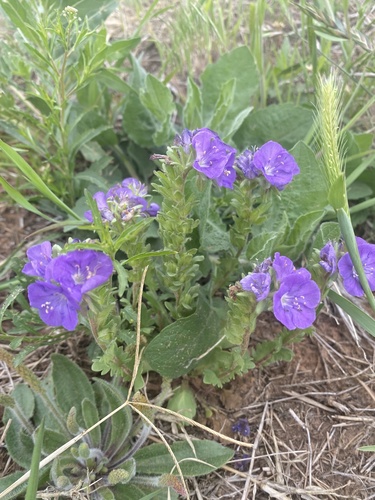 Prairie phacelia (Phacelia strictiflora)