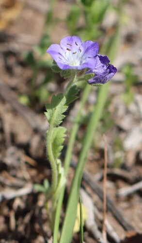 Prairie phacelia (Phacelia strictiflora)