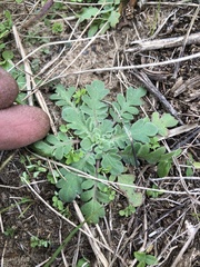 Prairie phacelia (Phacelia strictiflora)
