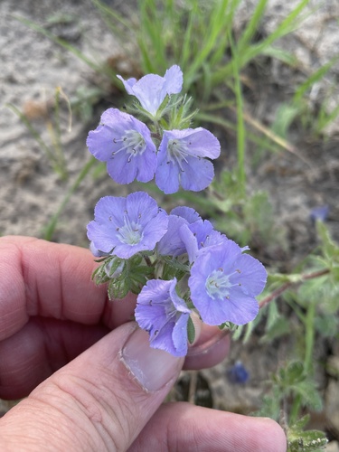 Prairie phacelia (Phacelia strictiflora)