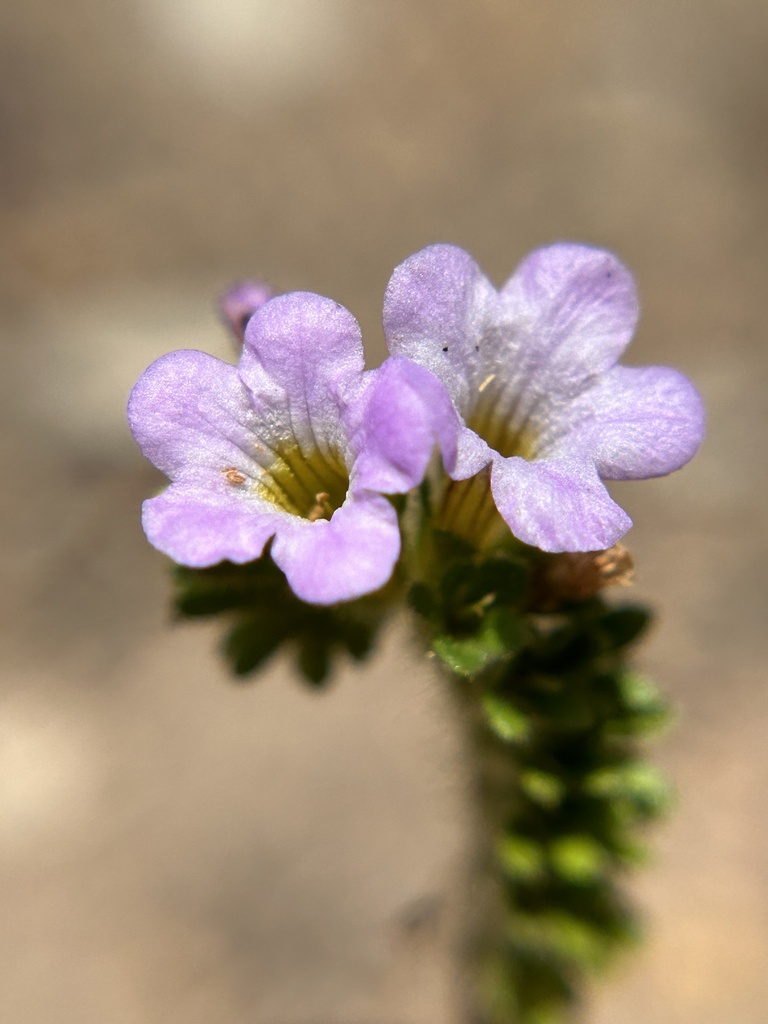 Sweetscented phacelia (Phacelia suaveolens)