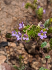 Sweetscented phacelia (Phacelia suaveolens)