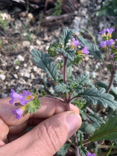 Sweetscented phacelia (Phacelia suaveolens)