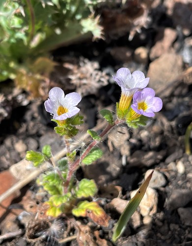 Sweetscented phacelia (Phacelia suaveolens)