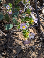 Sweetscented phacelia (Phacelia suaveolens)
