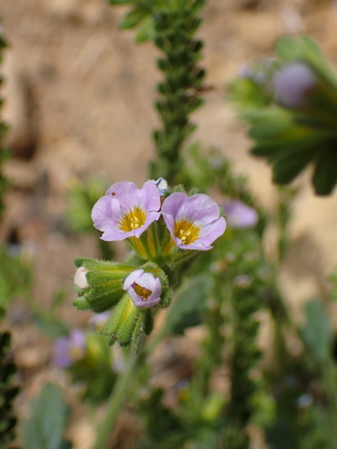 Sweetscented phacelia (Phacelia suaveolens)