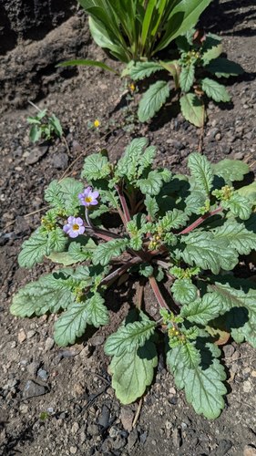 Sweetscented phacelia (Phacelia suaveolens)