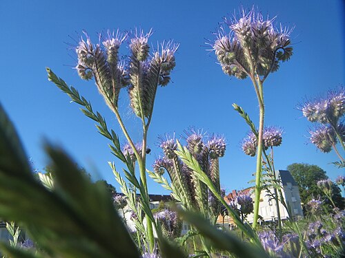 Lacy phacelia: Rainfarn-Phazelie ( Phacelia tanacetifolia ) am Messplatz in Hockenheim