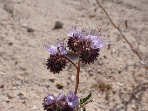 Lacy phacelia (Phacelia tanacetifolia)