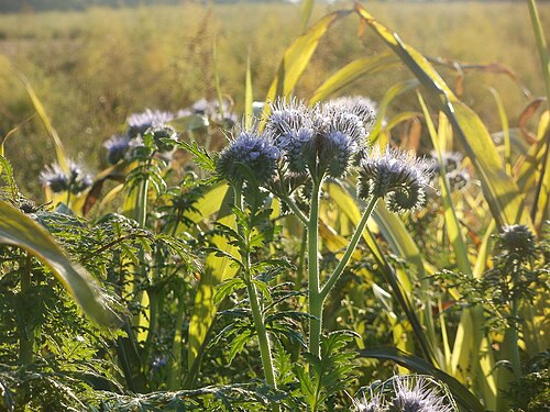 Lacy phacelia: Phacelia bei Ketsch