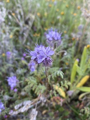 Lacy phacelia (Phacelia tanacetifolia)