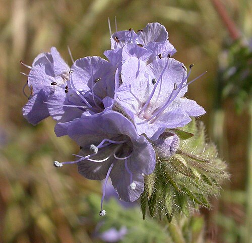Lacy phacelia: Phacelia tanacetifolia Voorhis Ecological Reserve, near Pomona, California.