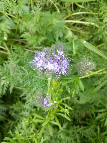 Lacy phacelia (Phacelia tanacetifolia)