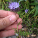 Lacy phacelia (Phacelia tanacetifolia)