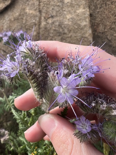 Lacy phacelia (Phacelia tanacetifolia)