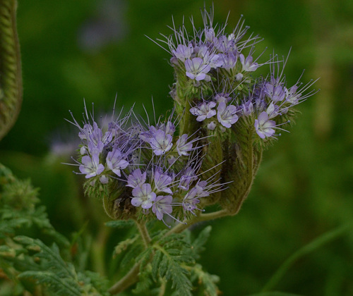 Lacy phacelia