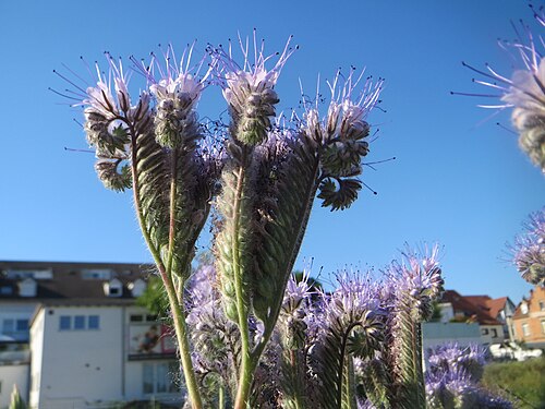 Lacy phacelia: Rainfarn-Phazelie ( Phacelia tanacetifolia ) invasiv am Messplatz in Hockenheim