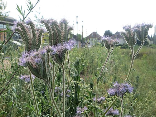 Lacy phacelia: Rainfarn-Phazelie ( Phacelia tanacetifolia ) invasiv auf einer Brachfläche am Messplatz in Hockenheim