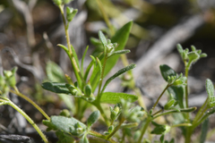 Fourpart phacelia (Phacelia tetramera)