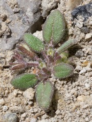Fourpart phacelia (Phacelia tetramera)