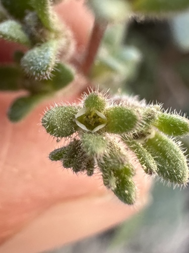Fourpart phacelia (Phacelia tetramera)