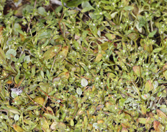 Fourpart phacelia (Phacelia tetramera)