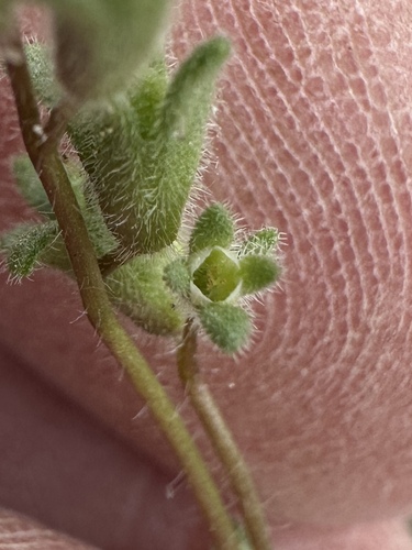 Fourpart phacelia (Phacelia tetramera)