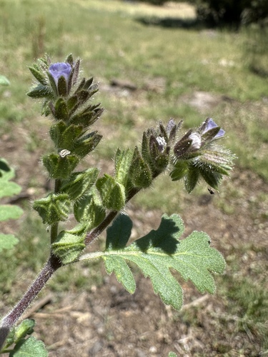 Heated phacelia (Phacelia thermalis)