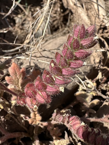 Heated phacelia (Phacelia thermalis)