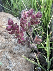 Heated phacelia (Phacelia thermalis)