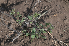Heated phacelia (Phacelia thermalis)