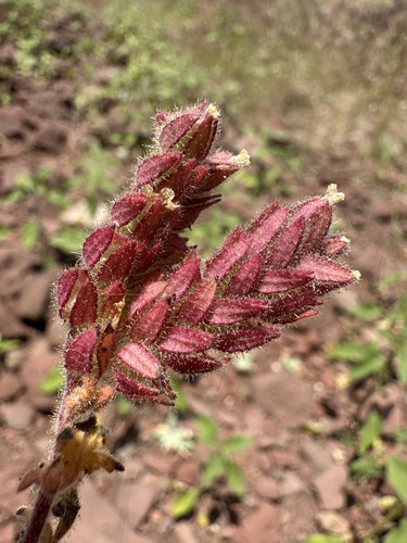 Heated phacelia (Phacelia thermalis)