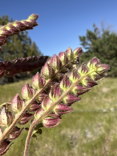 Heated phacelia (Phacelia thermalis)