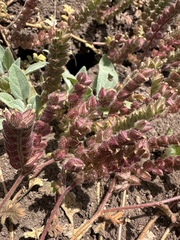 Heated phacelia (Phacelia thermalis)