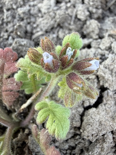 Heated phacelia (Phacelia thermalis)