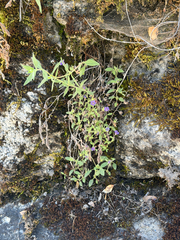 Mariposa phacelia (Phacelia vallicola)