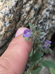 Mariposa phacelia (Phacelia vallicola)