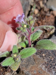 Mariposa phacelia (Phacelia vallicola)