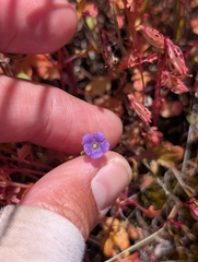 Mariposa phacelia (Phacelia vallicola)