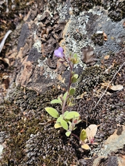 Mariposa phacelia (Phacelia vallicola)