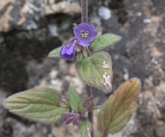 Mariposa phacelia (Phacelia vallicola)