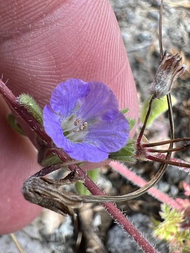 Mariposa phacelia (Phacelia vallicola)