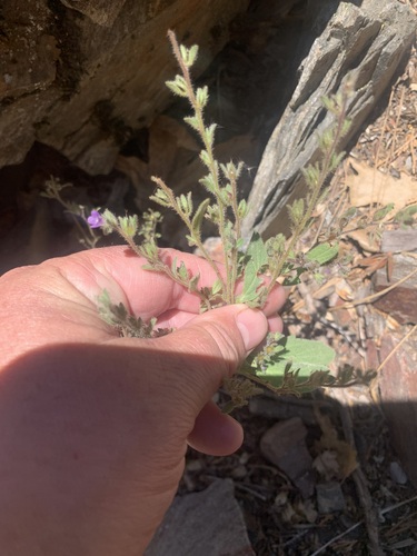 Mariposa phacelia (Phacelia vallicola)