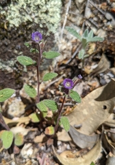 Mariposa phacelia (Phacelia vallicola)