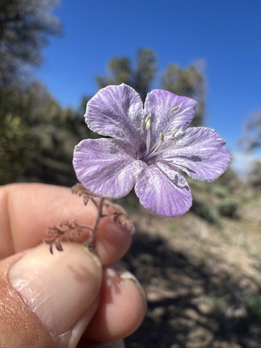 Death Valley phacelia (Phacelia vallis-mortae)