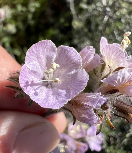 Death Valley phacelia (Phacelia vallis-mortae)
