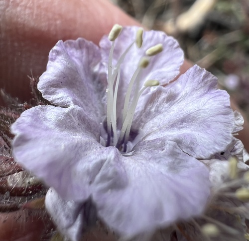 Death Valley phacelia (Phacelia vallis-mortae)