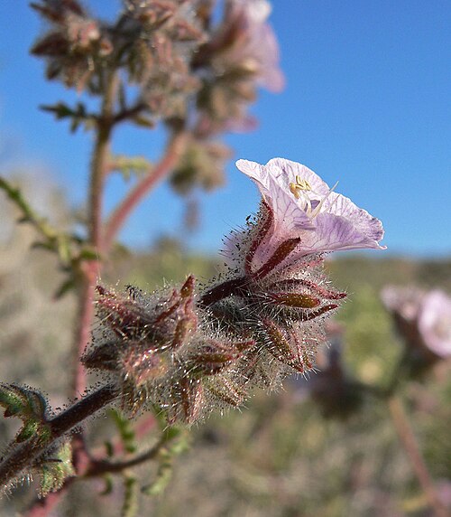 Death Valley phacelia: Phacelia vallis-mortae near Sandy Valley Road east of Columbia Pass, Spring Mountains, southern Nevada