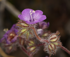 Death Valley phacelia (Phacelia vallis-mortae)