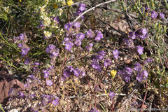 Death Valley phacelia (Phacelia vallis-mortae)